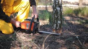 Professional  Tree Services in Beaver, OK