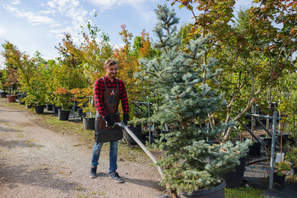 Best Tree Mulching  in Beaver, OK